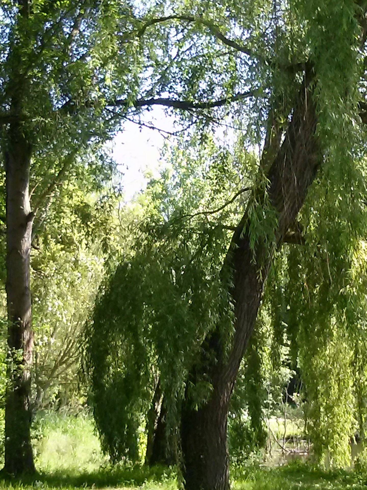 Nature les arbres