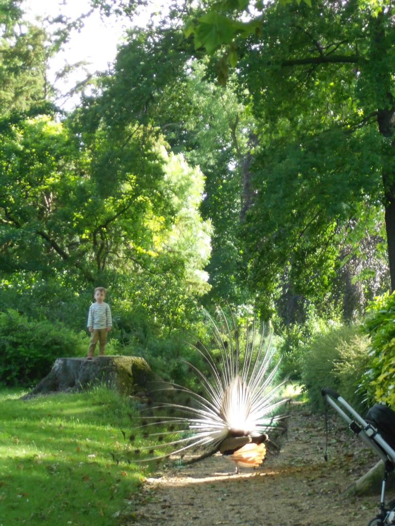 Le paon fait la roue au bois de Vincennes