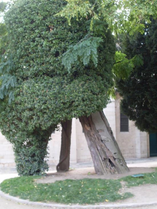 les arbres